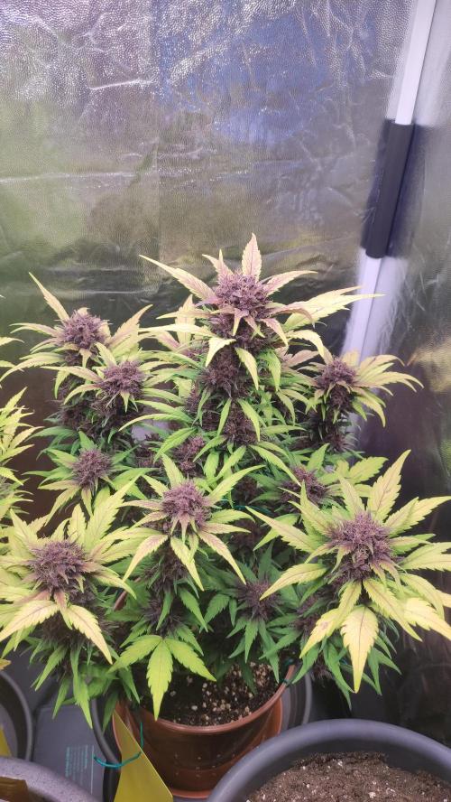 Second Drive - FastBuds. Week 8