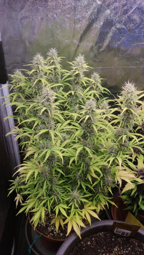 Second Drive - FastBuds. Week 8