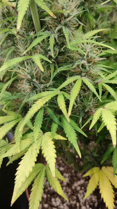 Second Drive - FastBuds