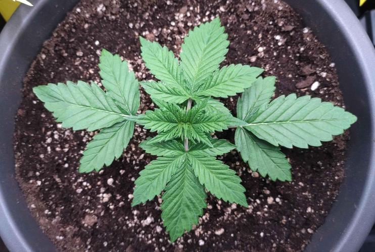 Lemonpaya. Week 2 - Den 14 