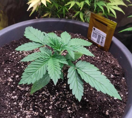 Lemonpaya. Week 2 - Den 14