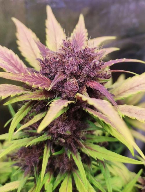 Second Drive - FastBuds. Week 8