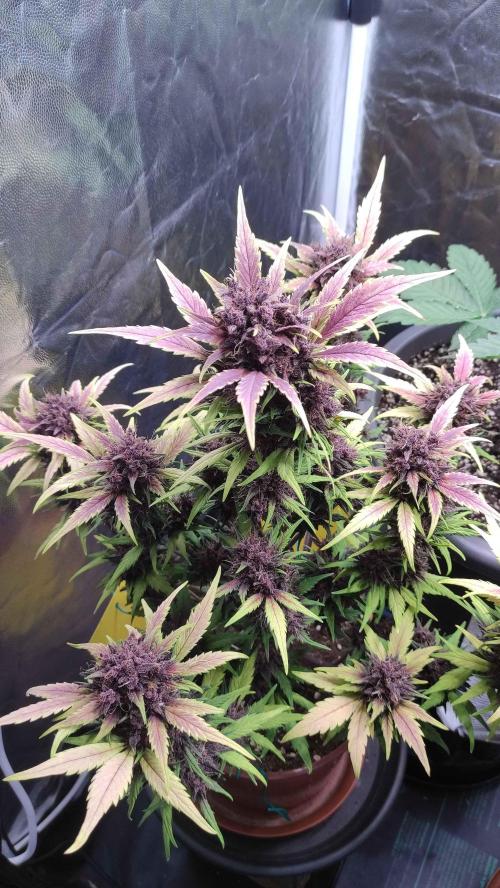 Second Drive - FastBuds. Week 9