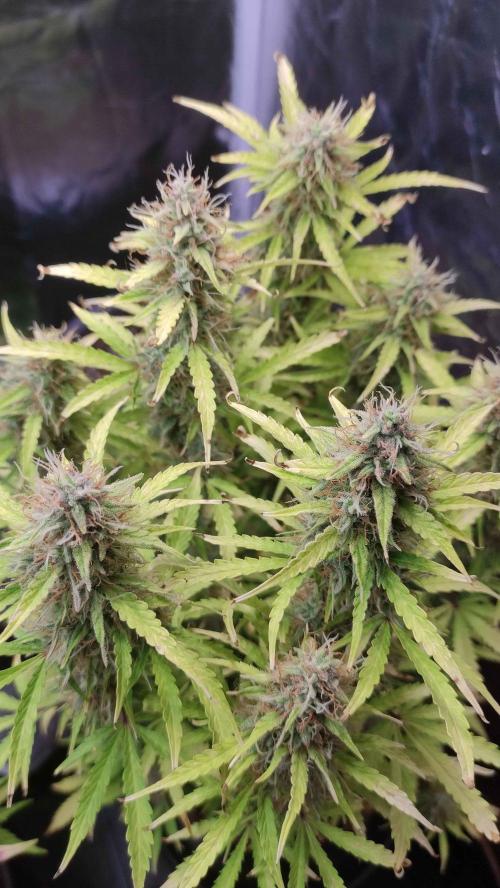 Second Drive - FastBuds. Week 9