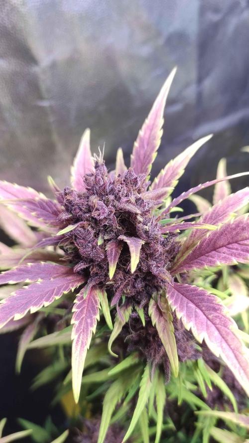 Second Drive - FastBuds. Week 9