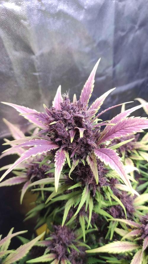 Second Drive - FastBuds. Week 9