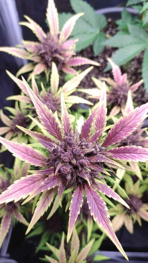 Second Drive - FastBuds. Week 9