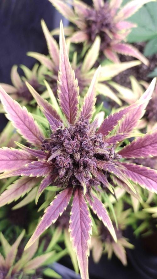 Second Drive - FastBuds. Week 9
