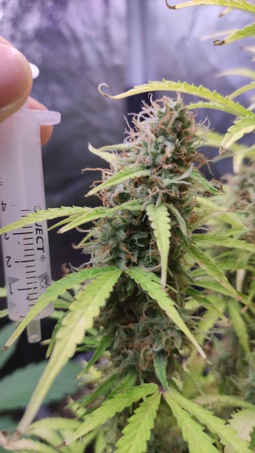 Second Drive - FastBuds. Week 9