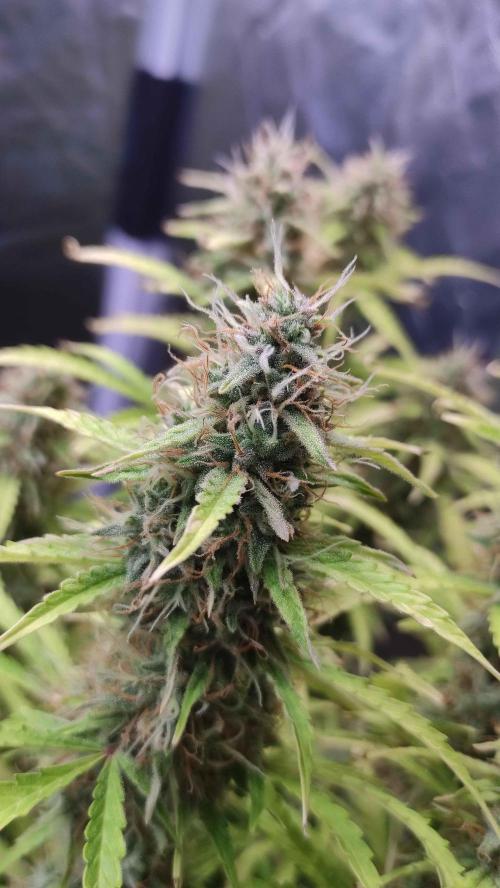 Second Drive - FastBuds. Week 9