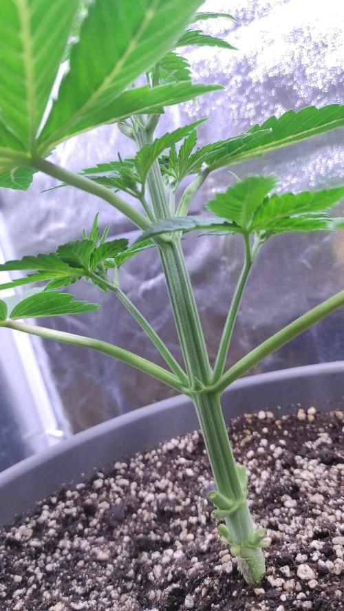 Lemonpaya. Week 3