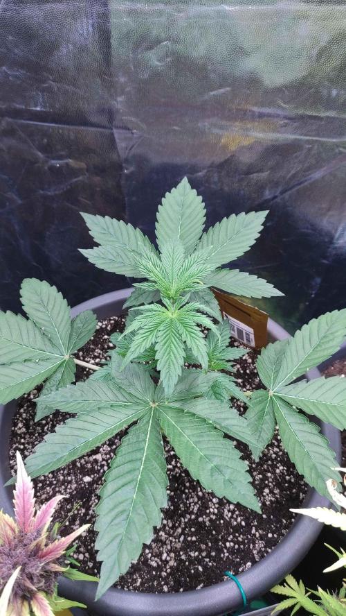 Lemonpaya. Week 3