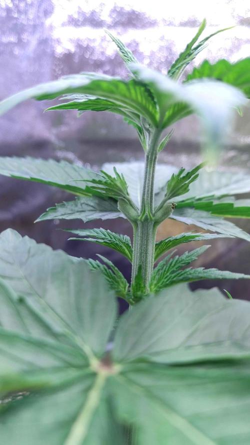 Lemonpaya. Week 3