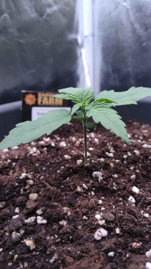 Kyselá Nafta. Week 2