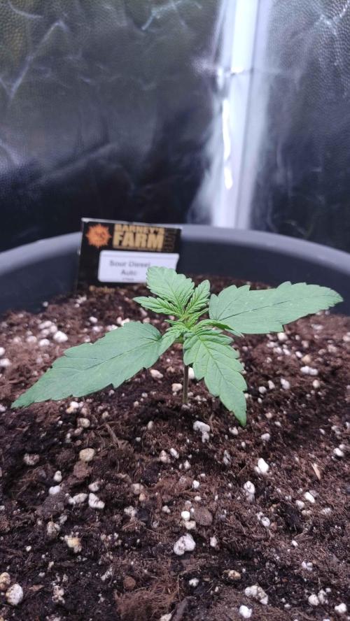 Kyselá Nafta. Week 2