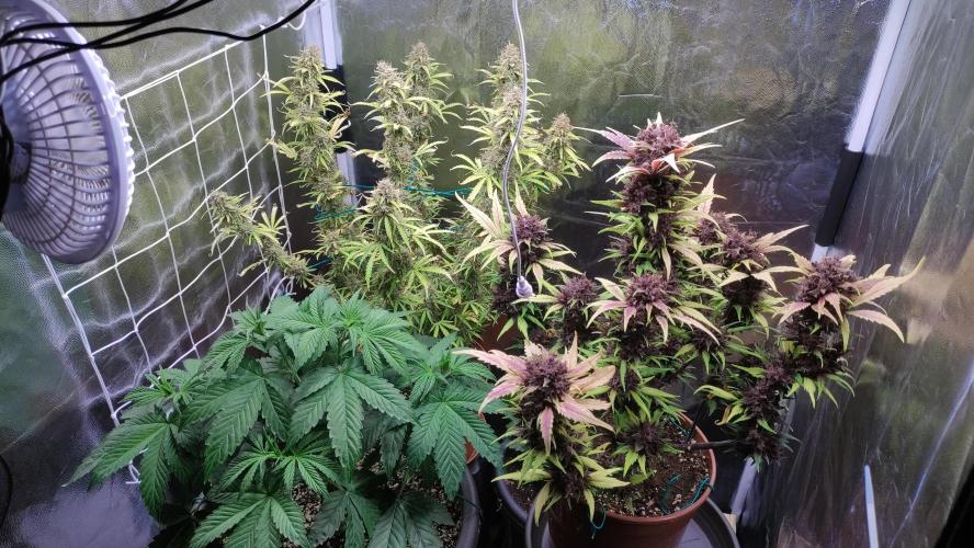 Second Drive - FastBuds. Week 10