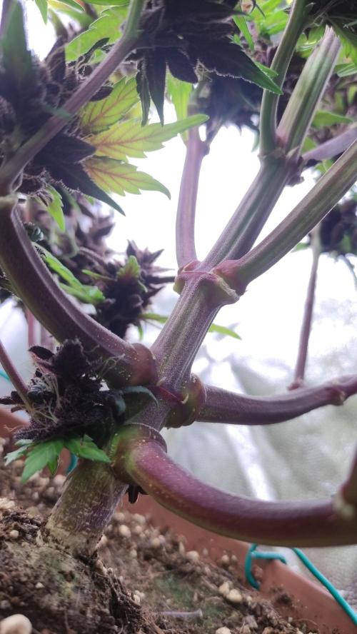 Second Drive - FastBuds. Week 10