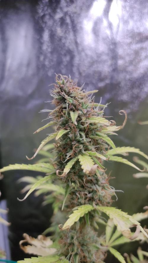 Second Drive - FastBuds. Week 10