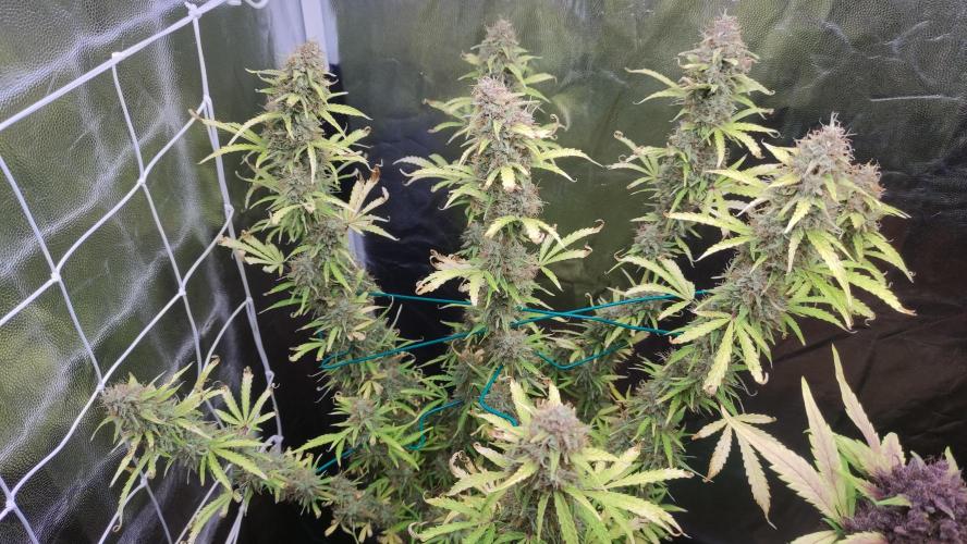 Second Drive - FastBuds. Week 10