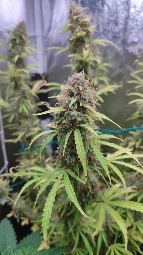 Second Drive - FastBuds. Week 10