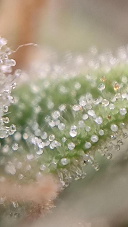 Second Drive - FastBuds. Week 10 - Zkittlez Trychomy
