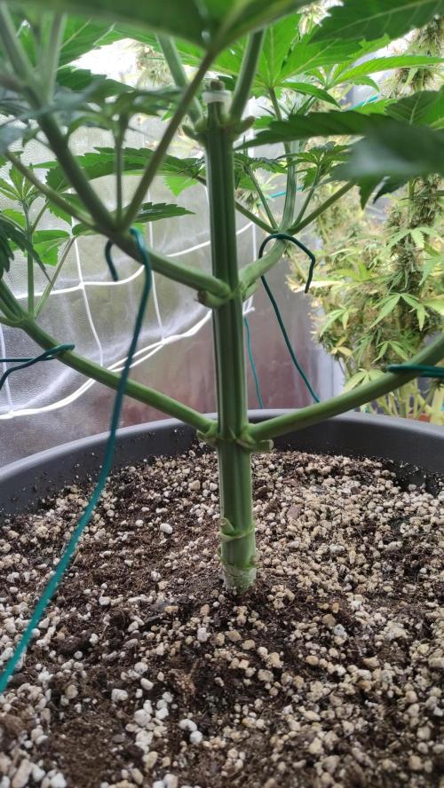 Lemonpaya. Week 4