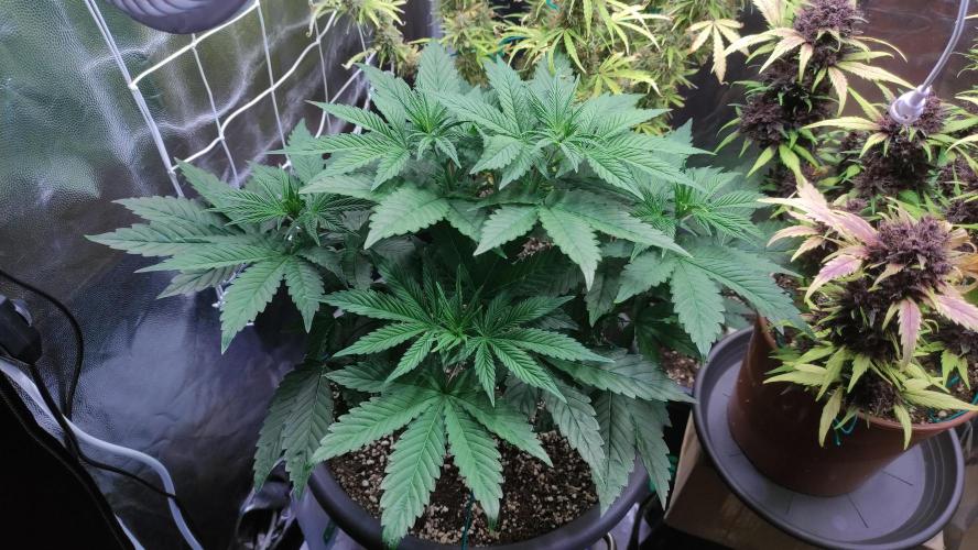 Lemonpaya. Week 4