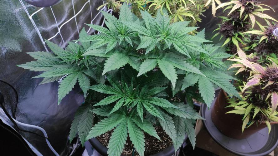 Lemonpaya. Week 4