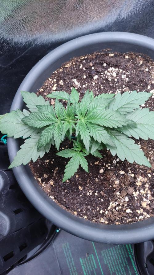 Kyselá Nafta. Week 3