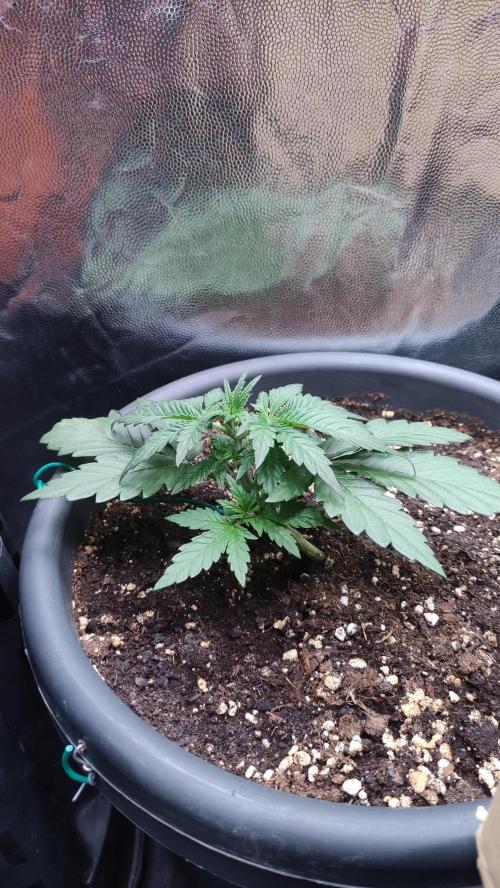 Kyselá Nafta. Week 3
