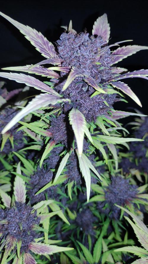 Second Drive - FastBuds. Week 10 - Crystal Den 81 - před kosamboo ještě fotoo