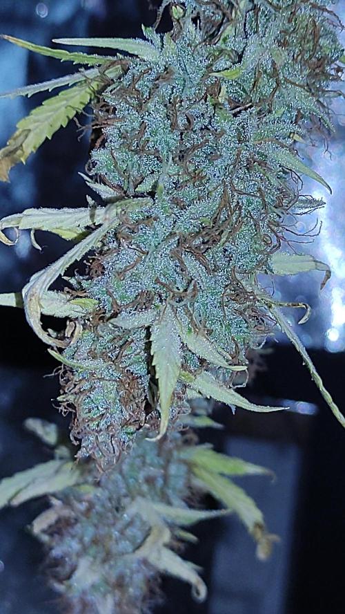 Second Drive - FastBuds. Week 11