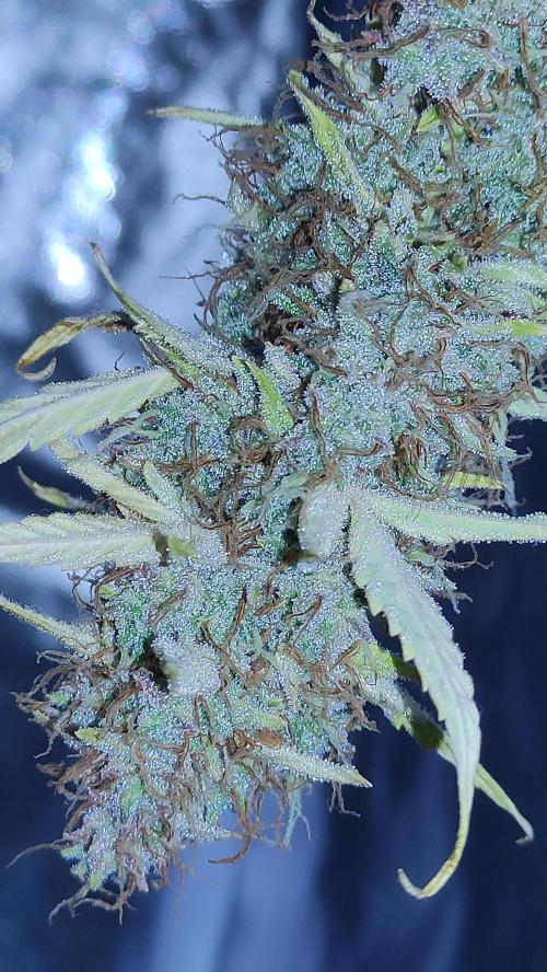 Second Drive - FastBuds. Week 11