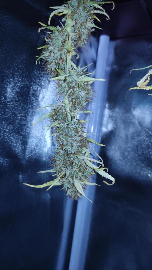 Second Drive - FastBuds. Week 11