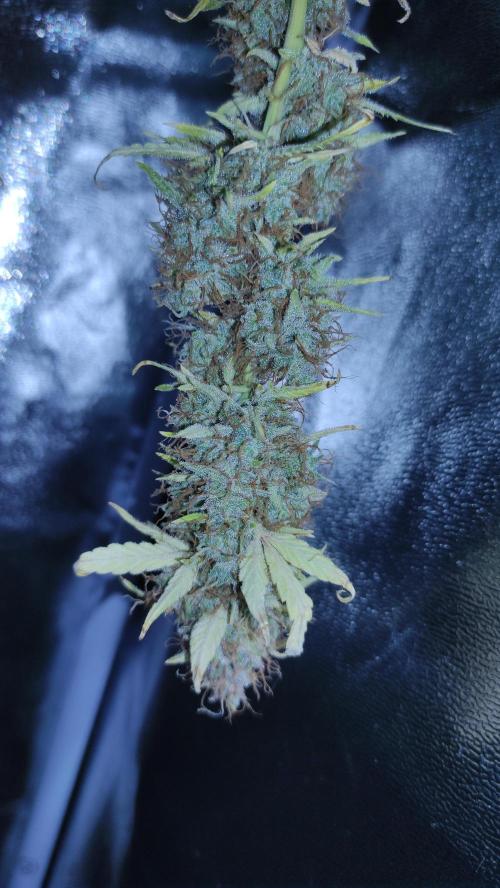 Second Drive - FastBuds. Week 11