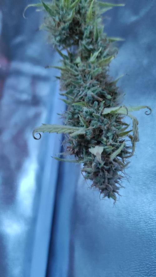Second Drive - FastBuds. Week 11