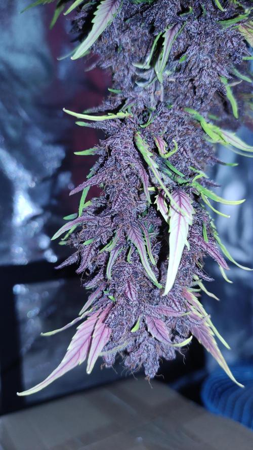 Second Drive - FastBuds. Week 11