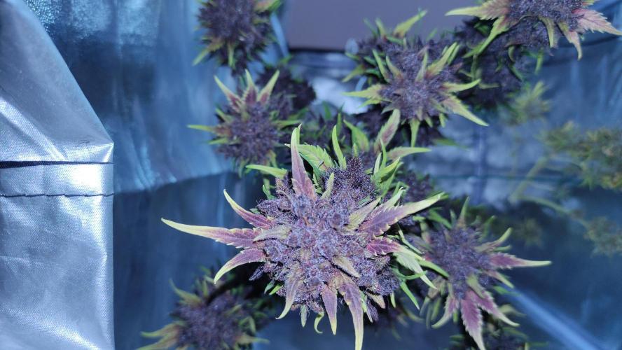 Second Drive - FastBuds. Week 11
