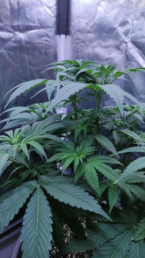 Lemonpaya. Week 5