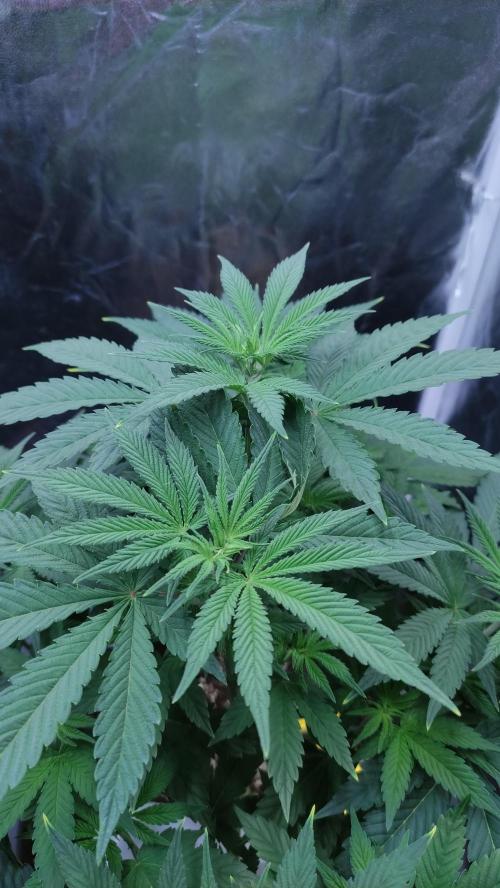 Lemonpaya. Week 5