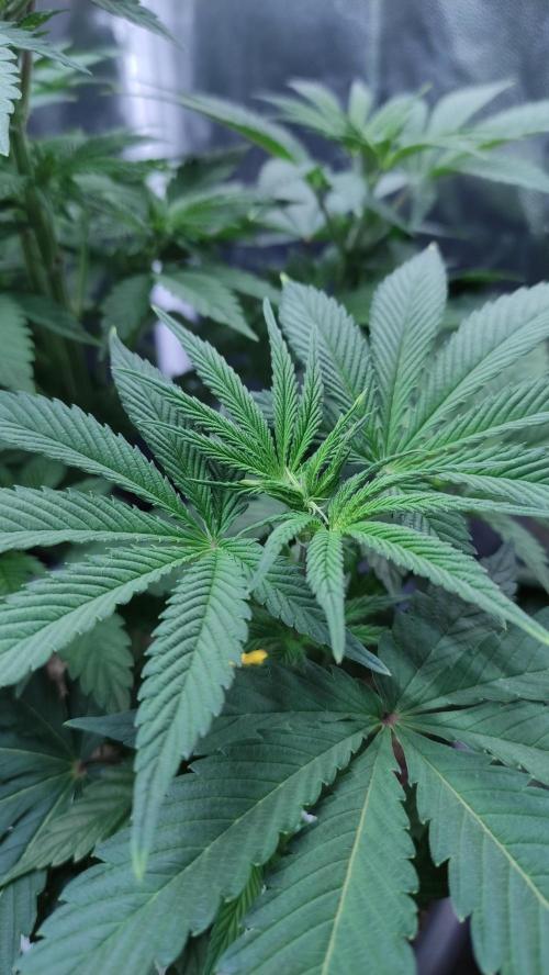 Lemonpaya. Week 5