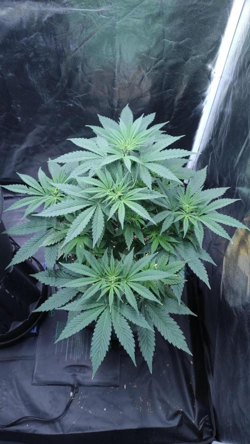 Lemonpaya. Week 5