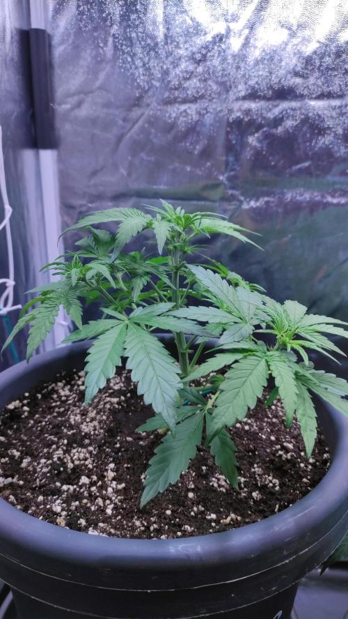 Kyselá Nafta. Week 4