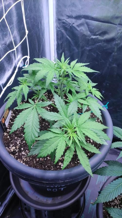 Kyselá Nafta. Week 4