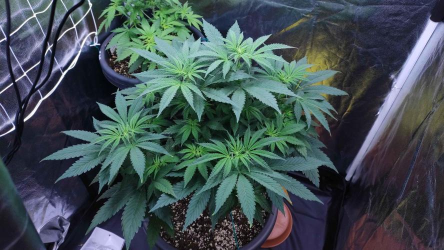 Lemonpaya. Week 5