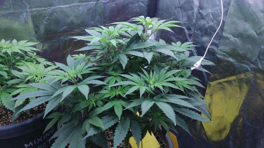 Lemonpaya. Week 5