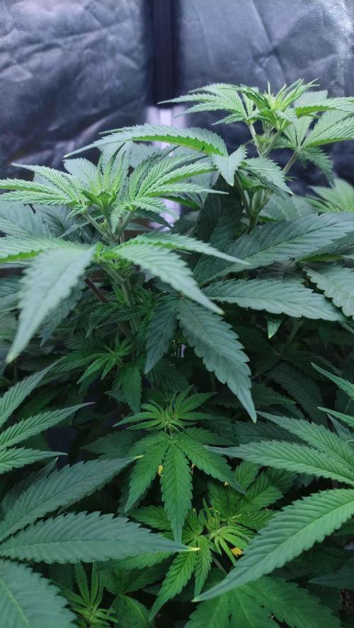 Lemonpaya. Week 5