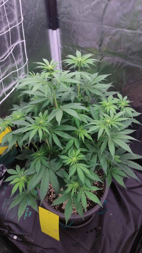 Lemonpaya. Week 6