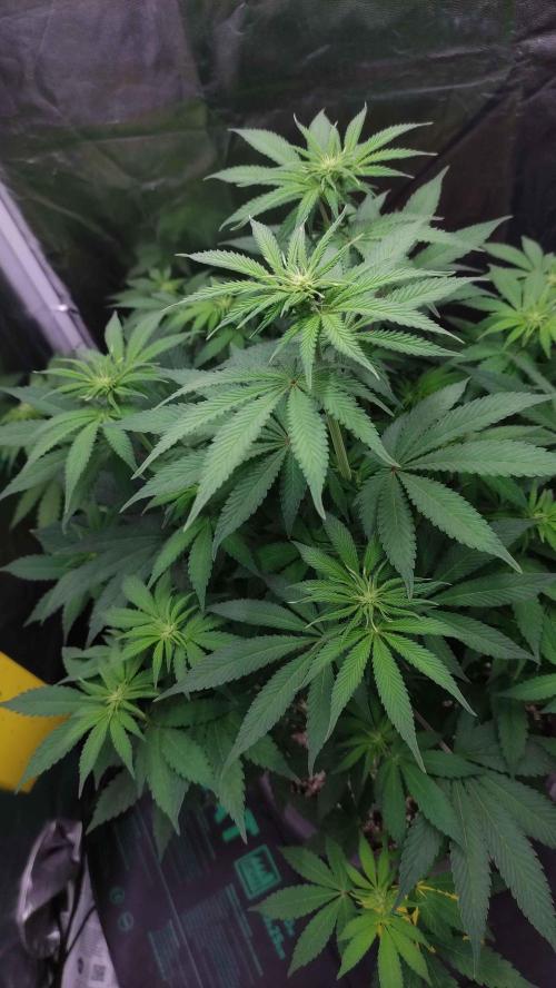 Lemonpaya. Week 6