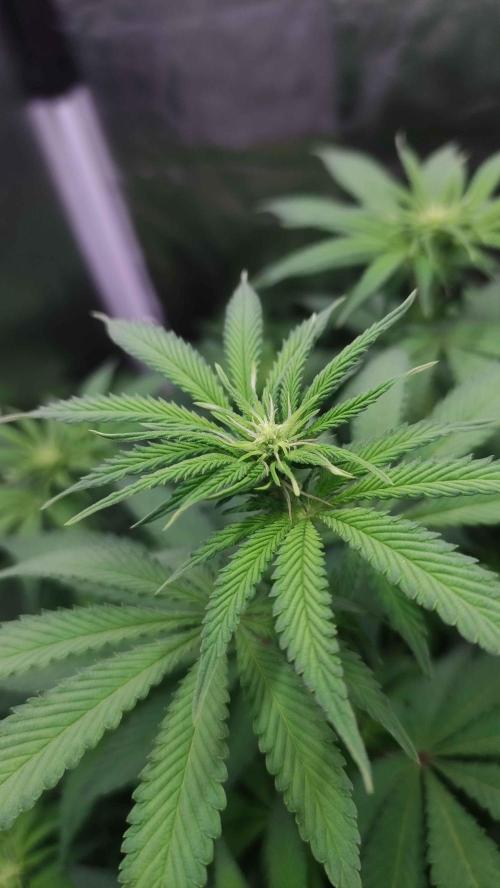 Lemonpaya. Week 6